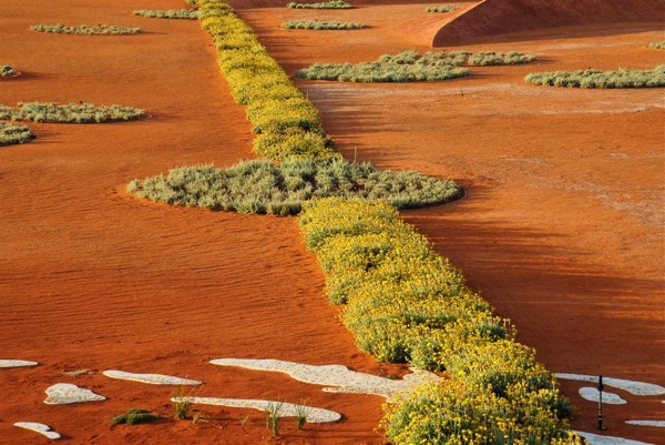 Aussie garden is young and free